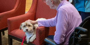 Therapy Dog Services_St John Ambulance