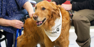 Psychosocial Support & Therapy Dog Teams_St John Ambulance