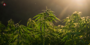 Cannabis Workplace Safety for Employees_St John Ambulance