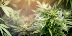 Cannabis Workplace Safety for Employers_St John Ambulance