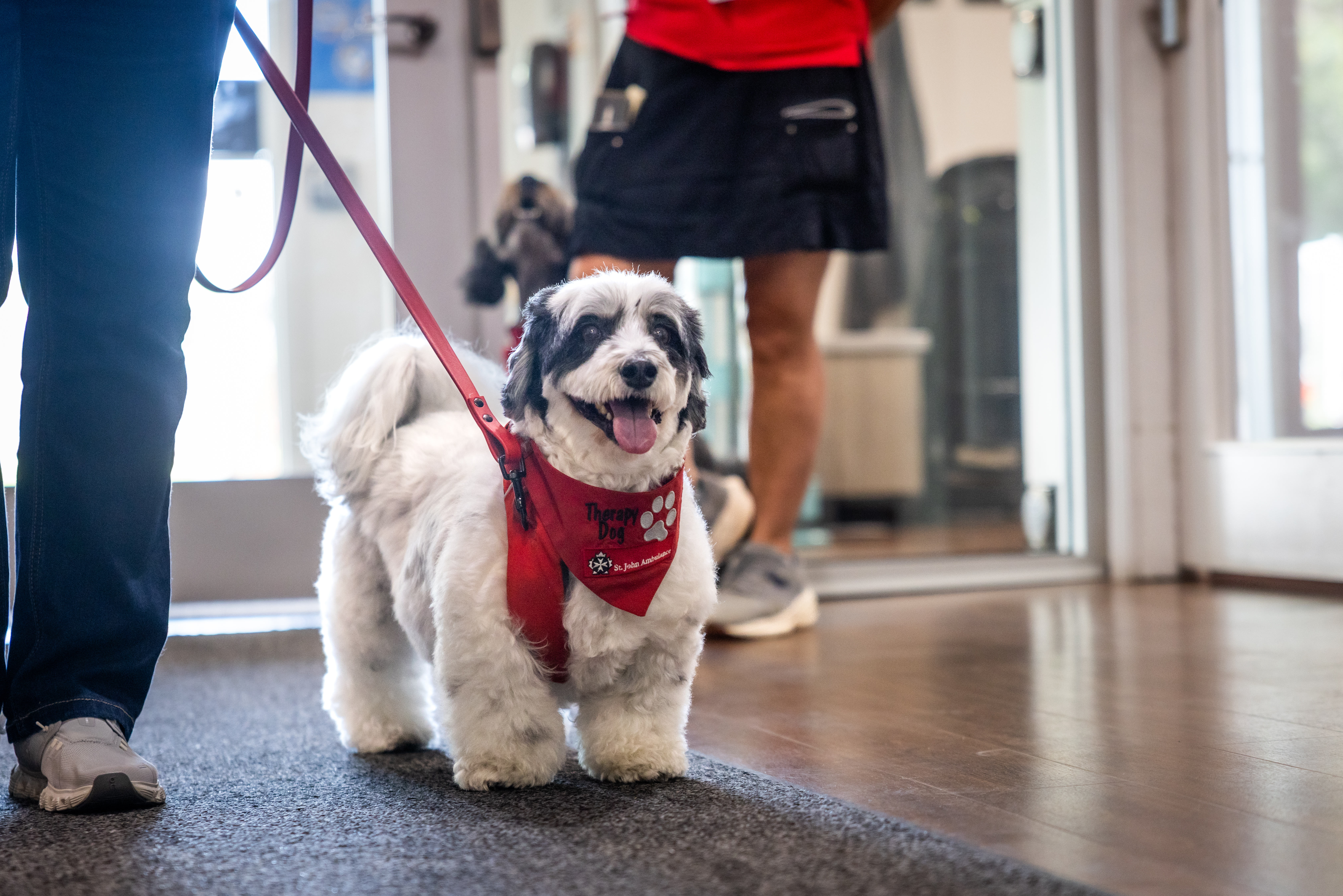 Therapy Dog Services_St John Ambulance