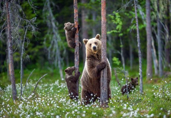 Bear with bear cubs