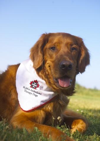 Cowboy the Therapy Dog with bandana