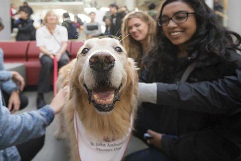 Therapy Dog being petted by youth.