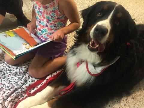 Therapy Dog listening to girl read story