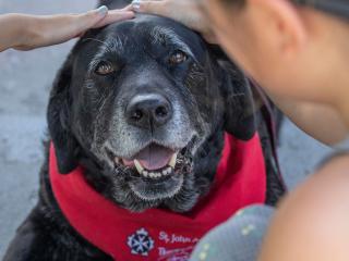 Therapy Dog with Red Bandana